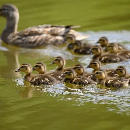 Single-story By The Pond No 5 بيت للعطل